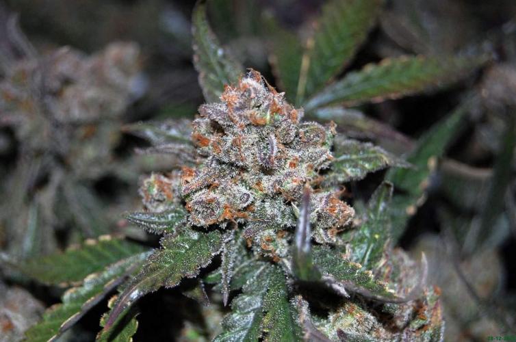 Super Silver Haze 4. Week 14 - 28-12