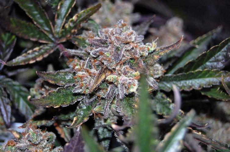 Super Silver Haze 4. Week 14 - 28-12