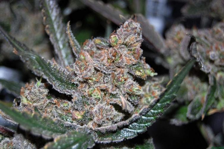 Super Silver Haze 4. Week 14 - 28-12