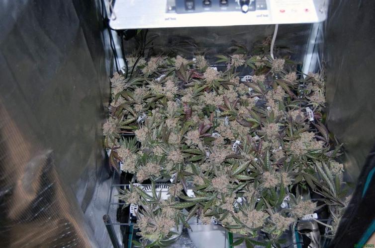Super Silver Haze 4. Week 14 - 28-12