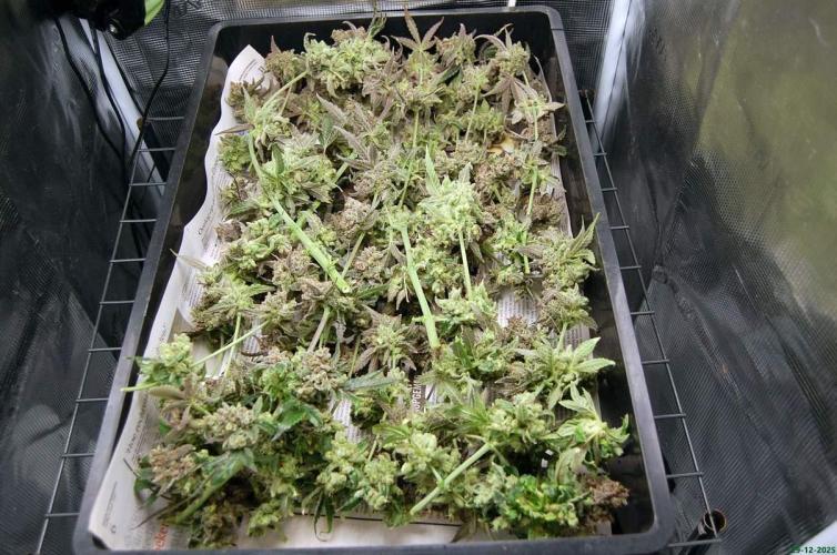 Super Silver Haze 4. Week 15 - 29-12