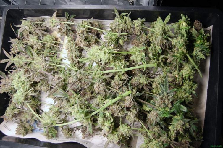 Super Silver Haze 4. Week 15 - 29-12