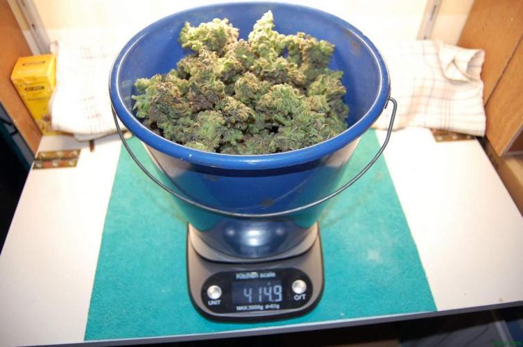 Super Silver Haze 4. Week 15 - 29-12
