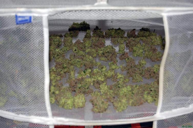 Super Silver Haze 4. Week 15 - 29-12