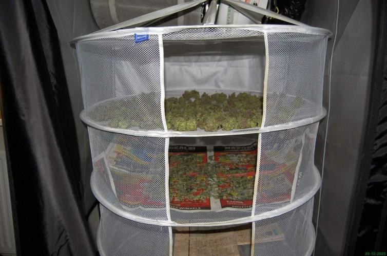 Super Silver Haze. Week 15