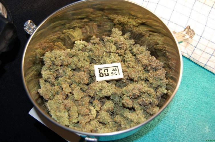 Super Silver Haze 4. Week 15 - 6-1-2026