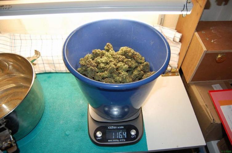 Super Silver Haze 4. Week 15 - 6-1-2026