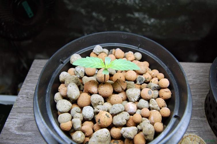 Super Silver Haze 5. Week 0 - 21-9