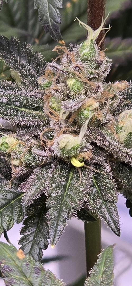 Biscotti and Purple punch x Lemon drizzle. Week 21