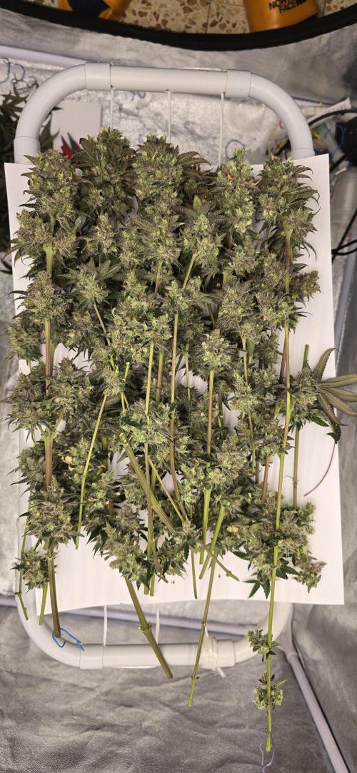 Biscotti and Purple punch x Lemon drizzle. Week 21