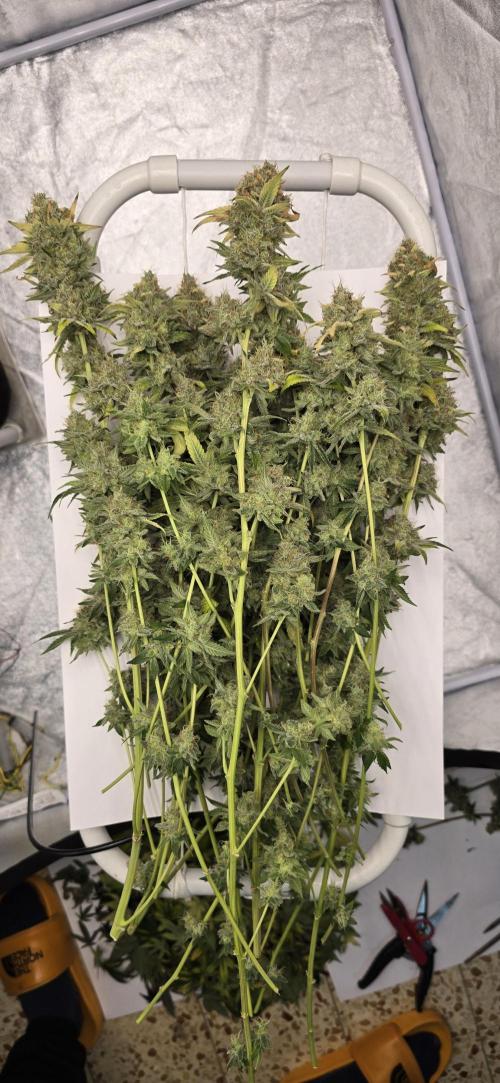 Biscotti and Purple punch x Lemon drizzle. Week 21