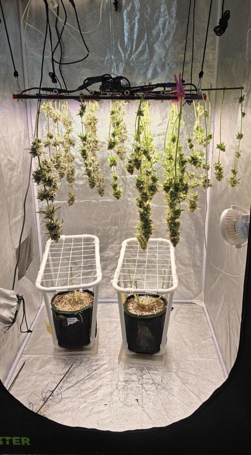 Biscotti and Purple punch x Lemon drizzle. Week 21