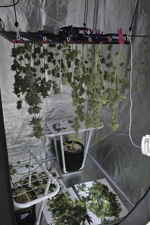 Biscotti and Purple punch x Lemon drizzle. Week 21