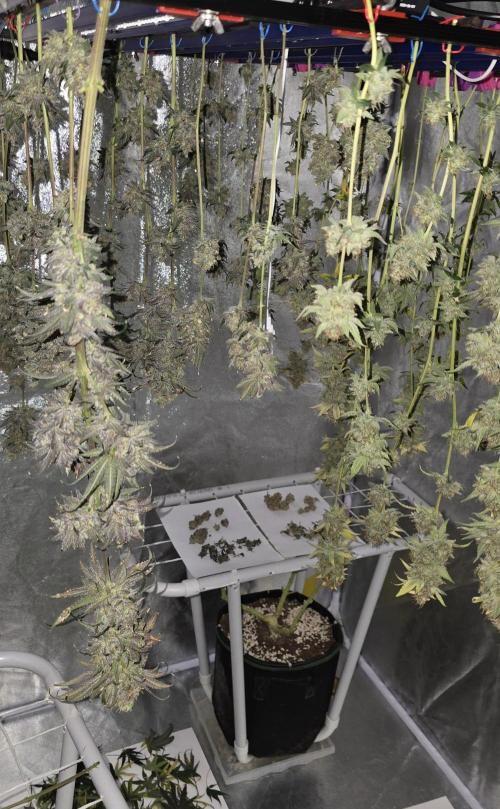 Biscotti and Purple punch x Lemon drizzle. Week 21