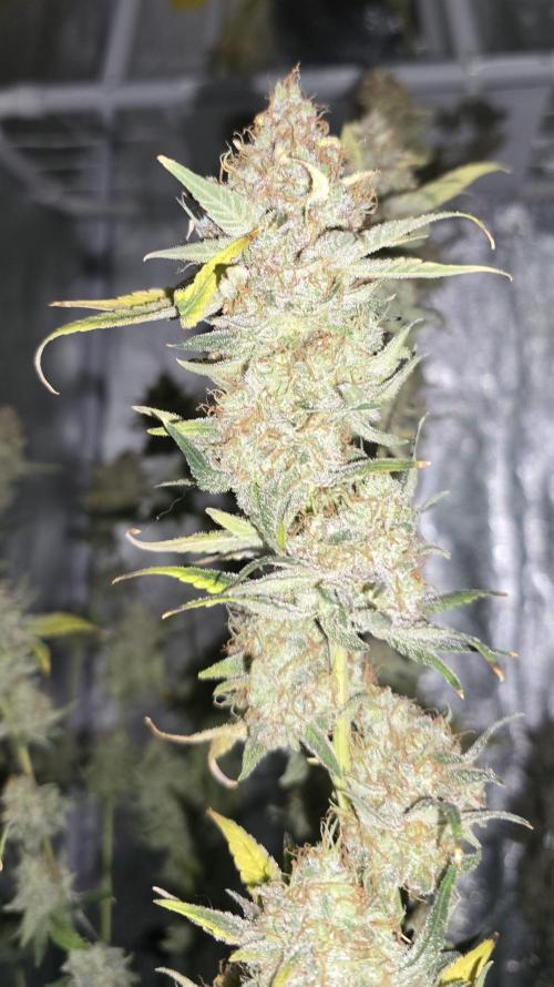 Biscotti and Purple punch x Lemon drizzle. Week 21