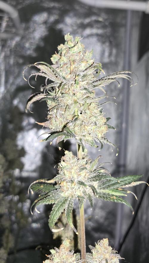 Biscotti and Purple punch x Lemon drizzle. Week 21