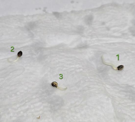Wrank R2 microgrower's pheno-hunting. Week 0