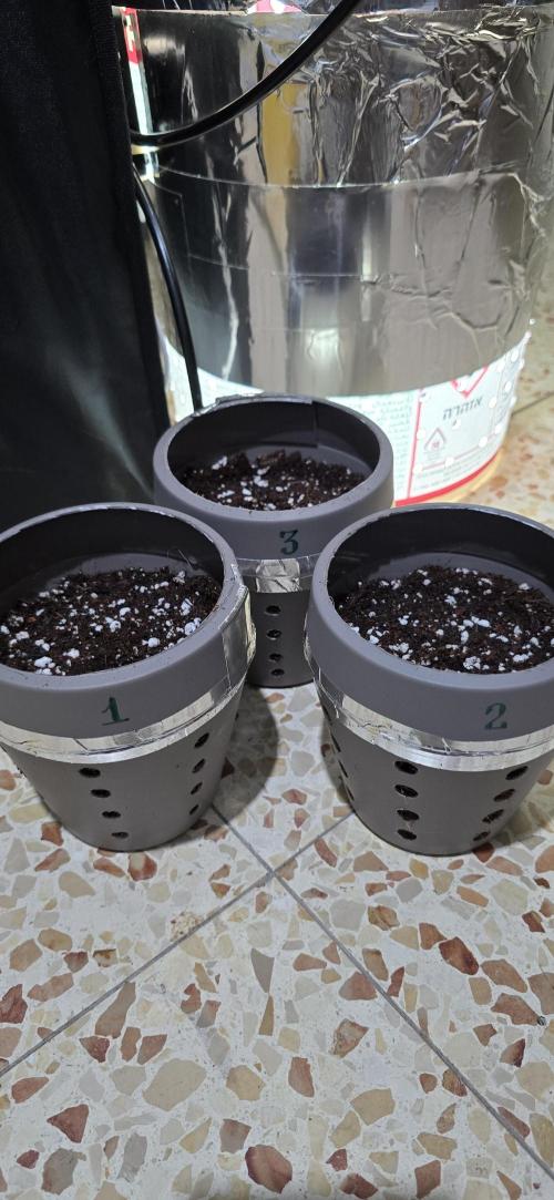 Wrank R2 microgrower's pheno-hunting. Week 0