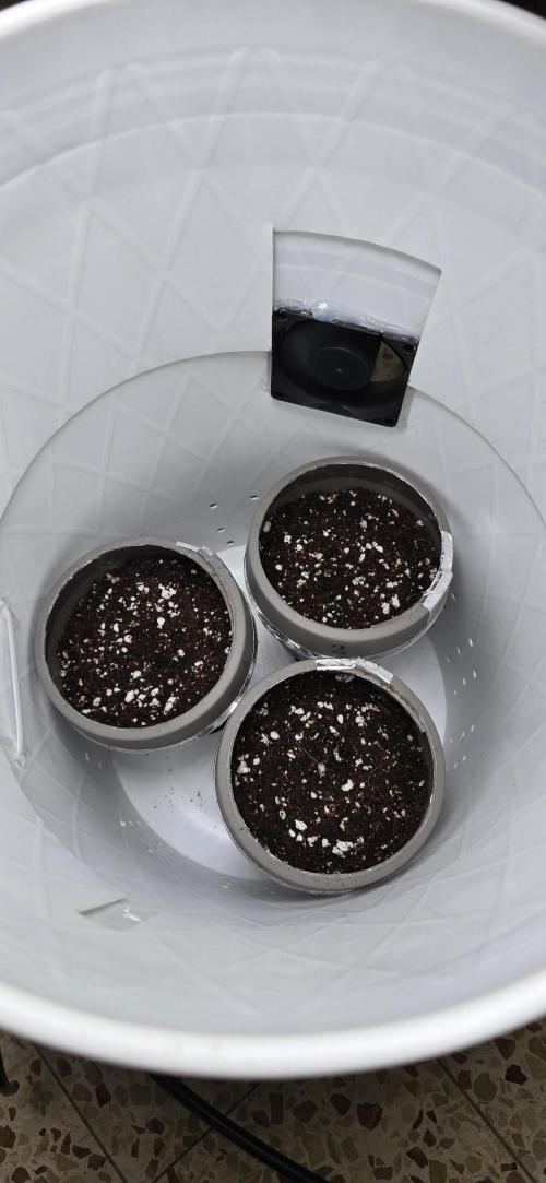 Wrank R2 microgrower's pheno-hunting. Week 0