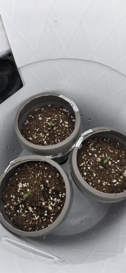 Wrank R2 microgrower's pheno-hunting. Week 0