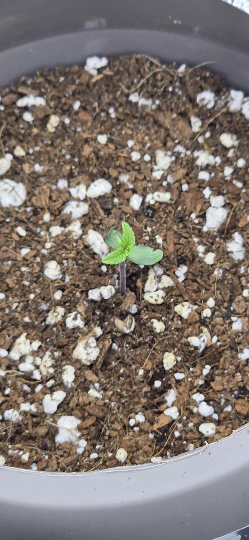 Wrank R2 microgrower's pheno-hunting. Week 0