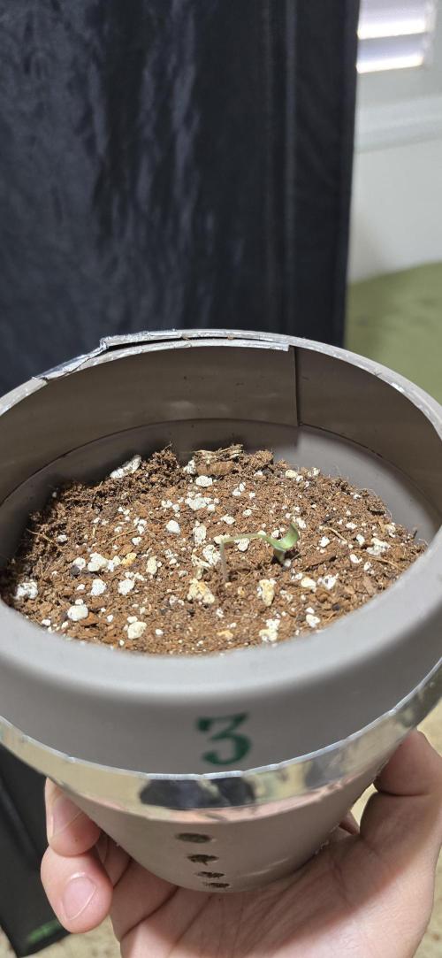 Wrank R2 microgrower's pheno-hunting. Week 0