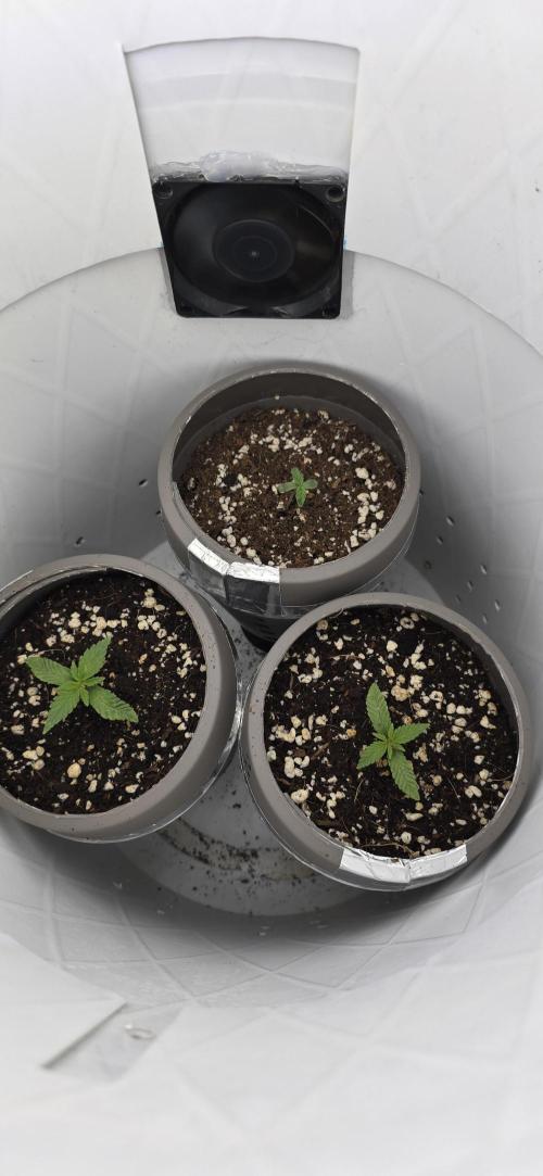 Wrank R2 microgrower's pheno-hunting. Week 0