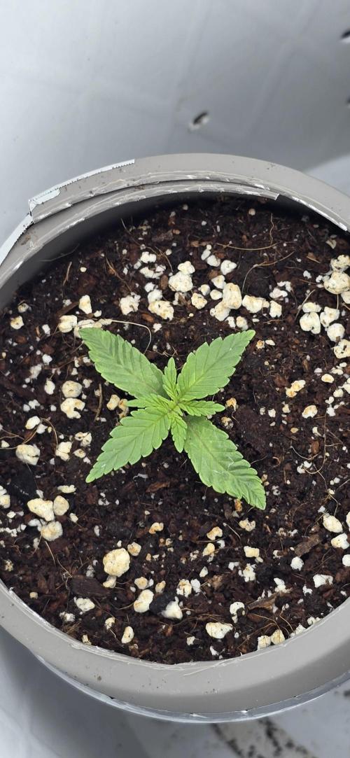Wrank R2 microgrower's pheno-hunting. Week 0
