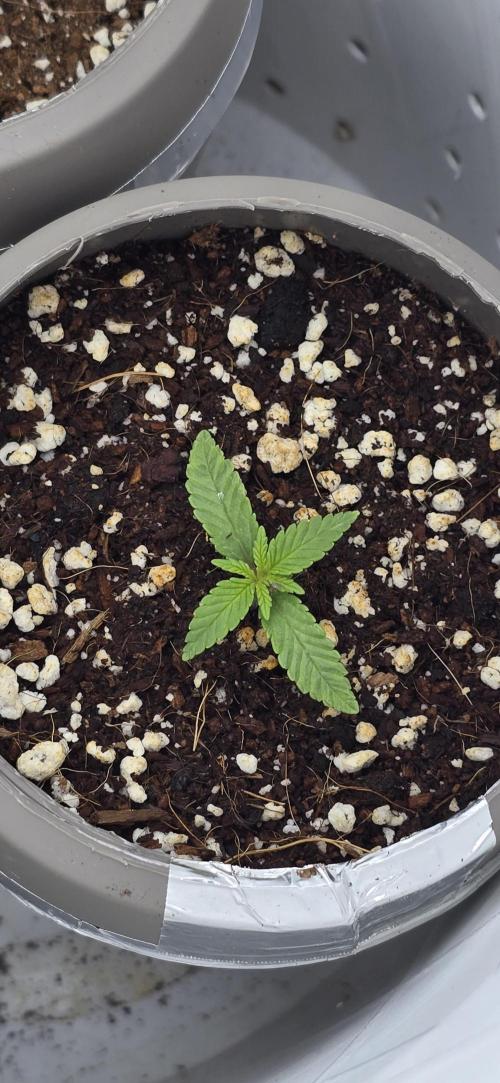 Wrank R2 microgrower's pheno-hunting. Week 0