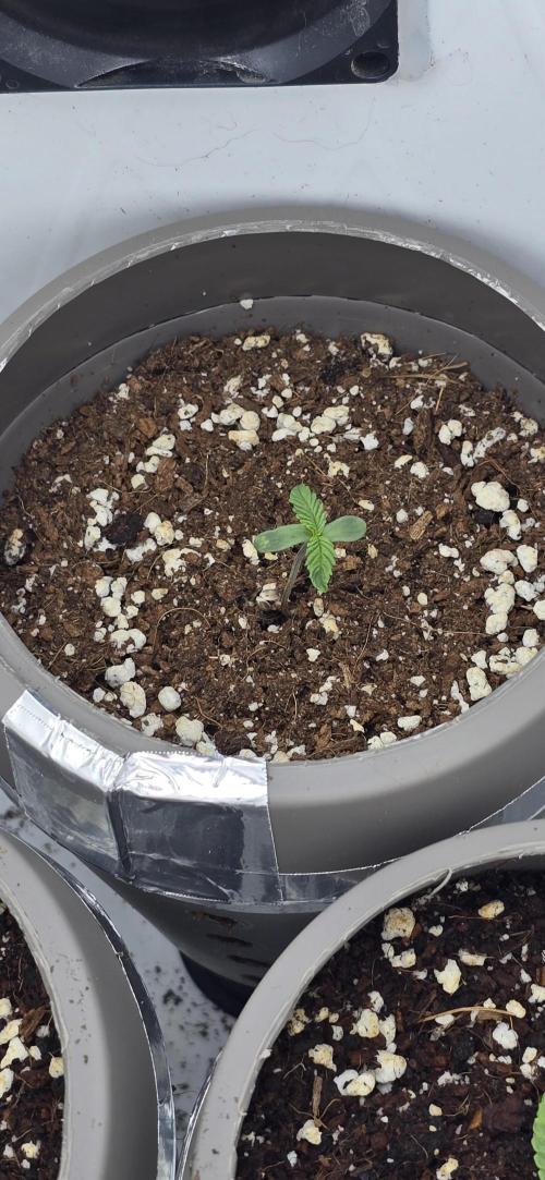 Wrank R2 microgrower's pheno-hunting. Week 0