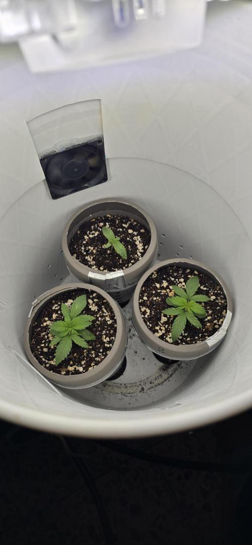 Wrank R2 microgrower's pheno-hunting. Week 1