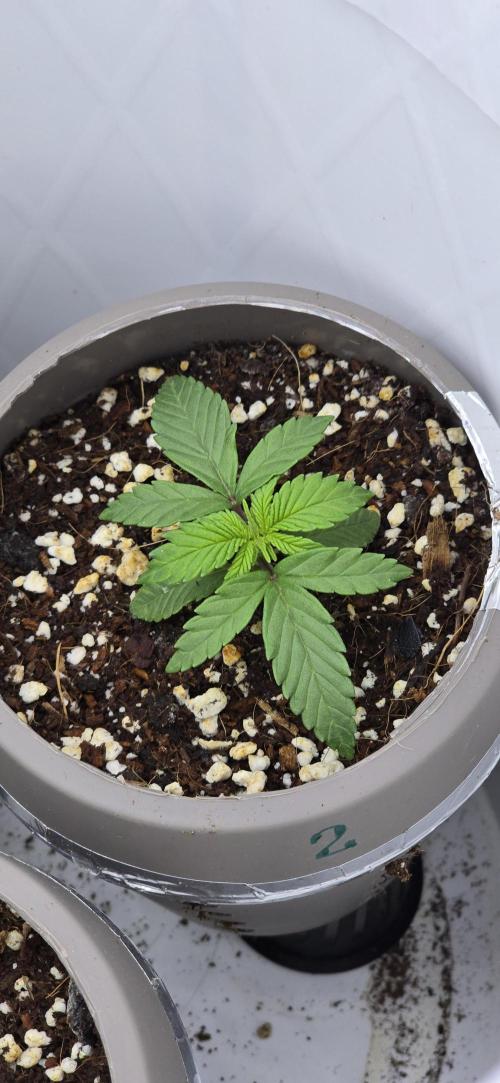 Wrank R2 microgrower's pheno-hunting. Week 1