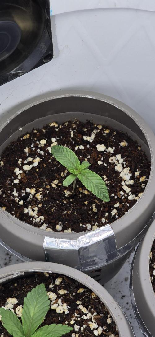 Wrank R2 microgrower's pheno-hunting. Week 1