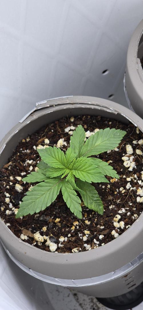 Wrank R2 microgrower's pheno-hunting. Week 1
