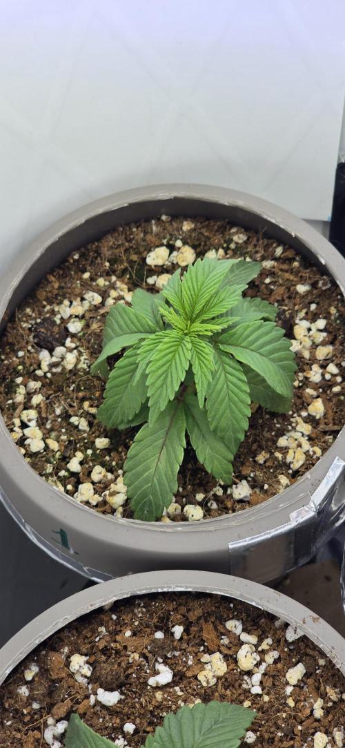 Wrank R2 microgrower's pheno-hunting. Week 2