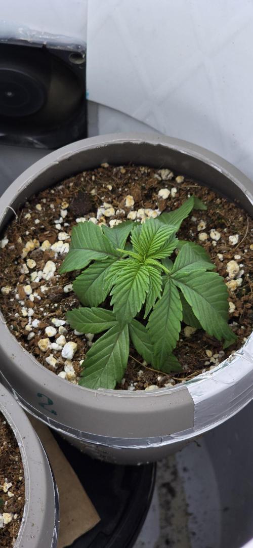 Wrank R2 microgrower's pheno-hunting. Week 2