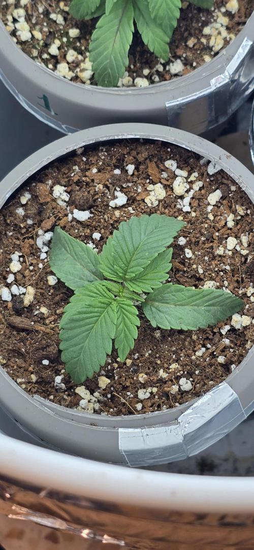 Wrank R2 microgrower's pheno-hunting. Week 2