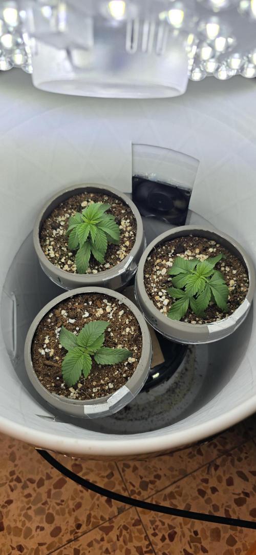 Wrank R2 microgrower's pheno-hunting. Week 2