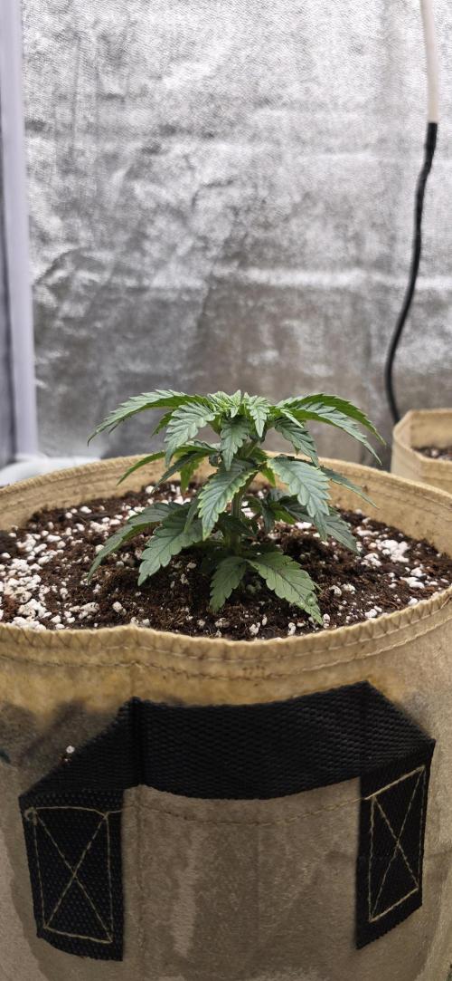 Wrank R2 microgrower's pheno-hunting. Week 3
