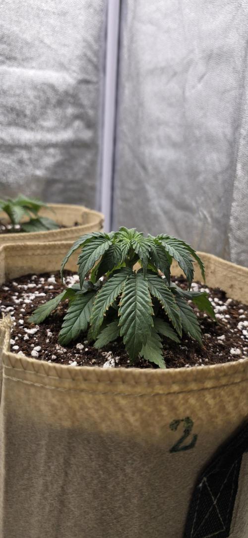 Wrank R2 microgrower's pheno-hunting. Week 3
