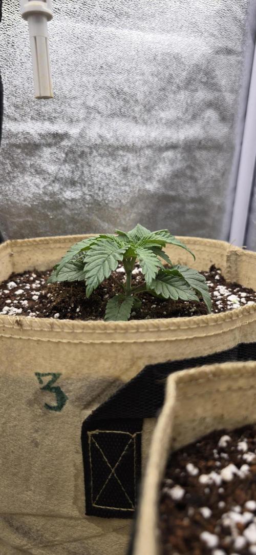 Wrank R2 microgrower's pheno-hunting. Week 3