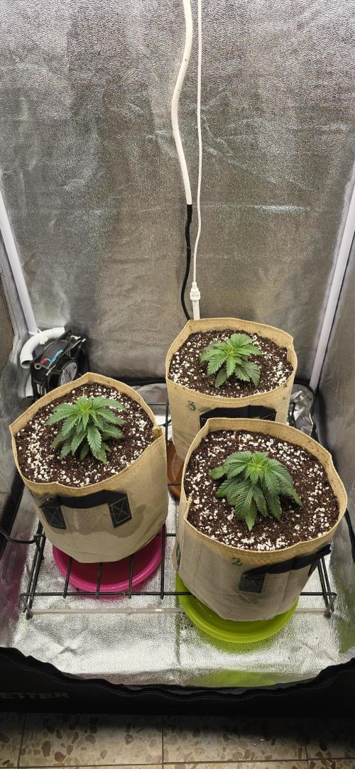 Wrank R2 microgrower's pheno-hunting. Week 3