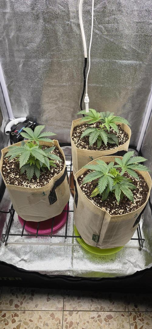 Wrank R2 microgrower's pheno-hunting. Week 4