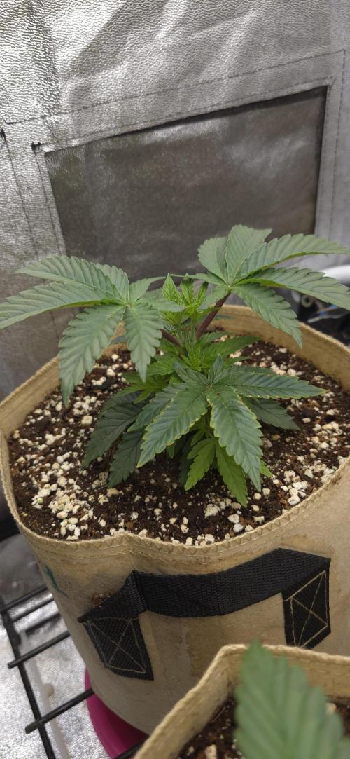 Wrank R2 microgrower's pheno-hunting. Week 4