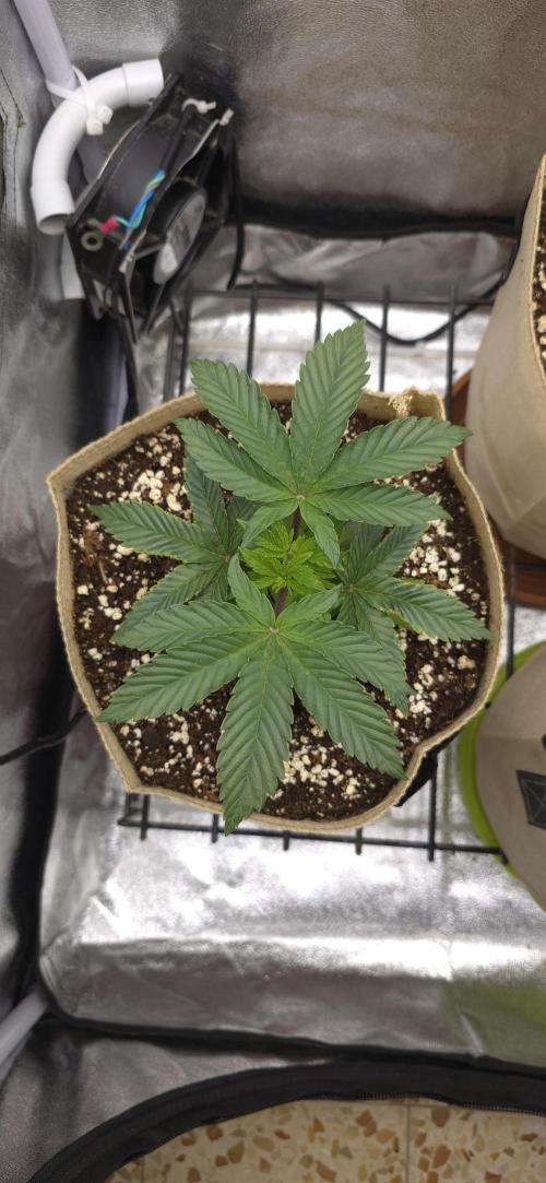 Wrank R2 microgrower's pheno-hunting. Week 4
