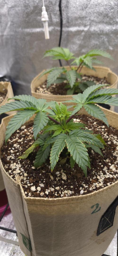 Wrank R2 microgrower's pheno-hunting. Week 4