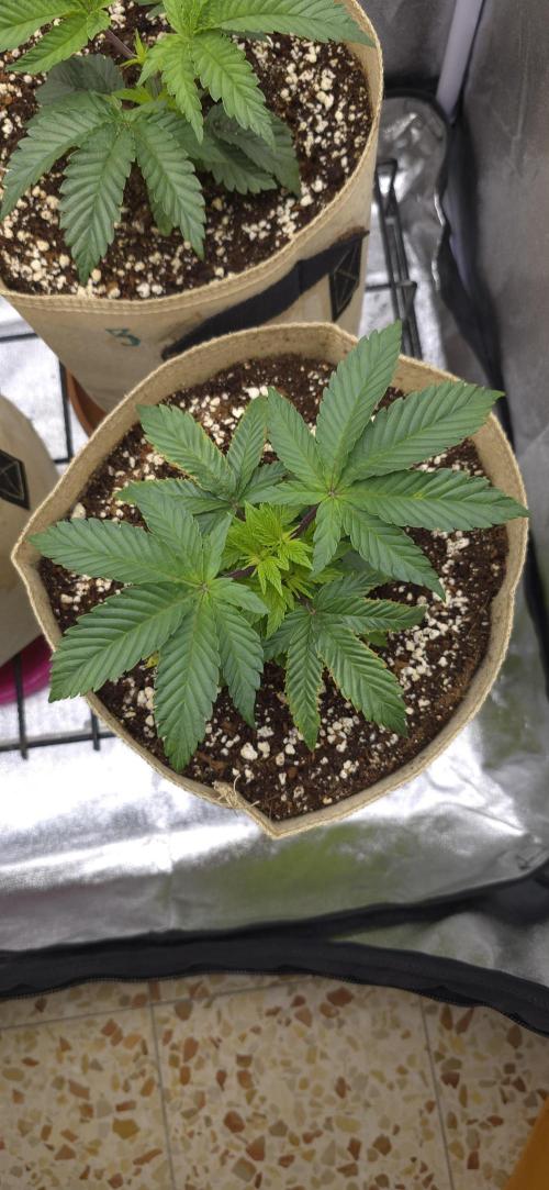 Wrank R2 microgrower's pheno-hunting. Week 4