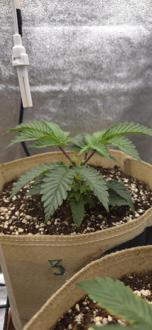 Wrank R2 microgrower's pheno-hunting. Week 4