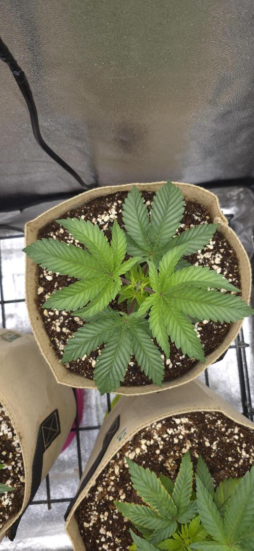 Wrank R2 microgrower's pheno-hunting. Week 4