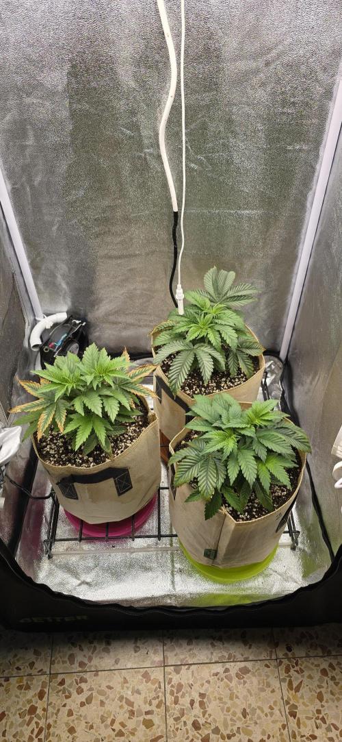 Wrank R2 microgrower's pheno-hunting. Week 5